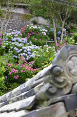 紫陽花2