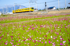 三岐鉄道とコスモス