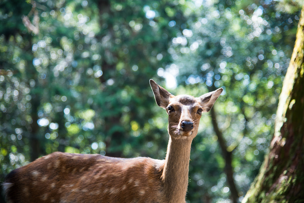 奈良公園