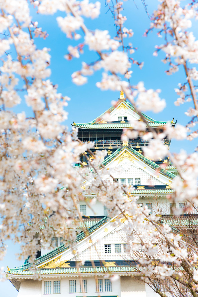桜の大阪城