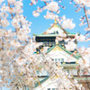 桜の大阪城