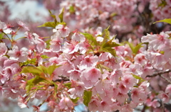 河津桜満開