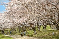 春の河川敷。