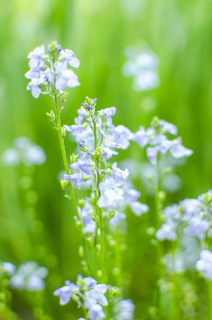 マツバウンラン