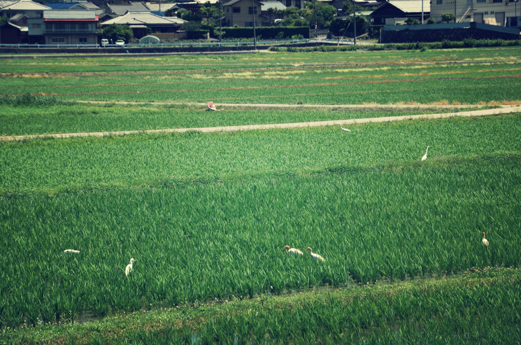 野鳥の楽園