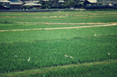 野鳥の楽園