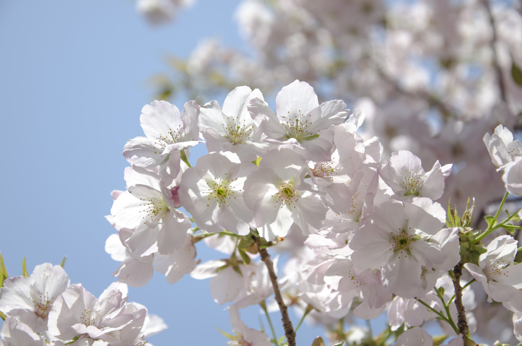 伊勢　横輪桜