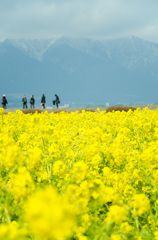 比良山と菜の花