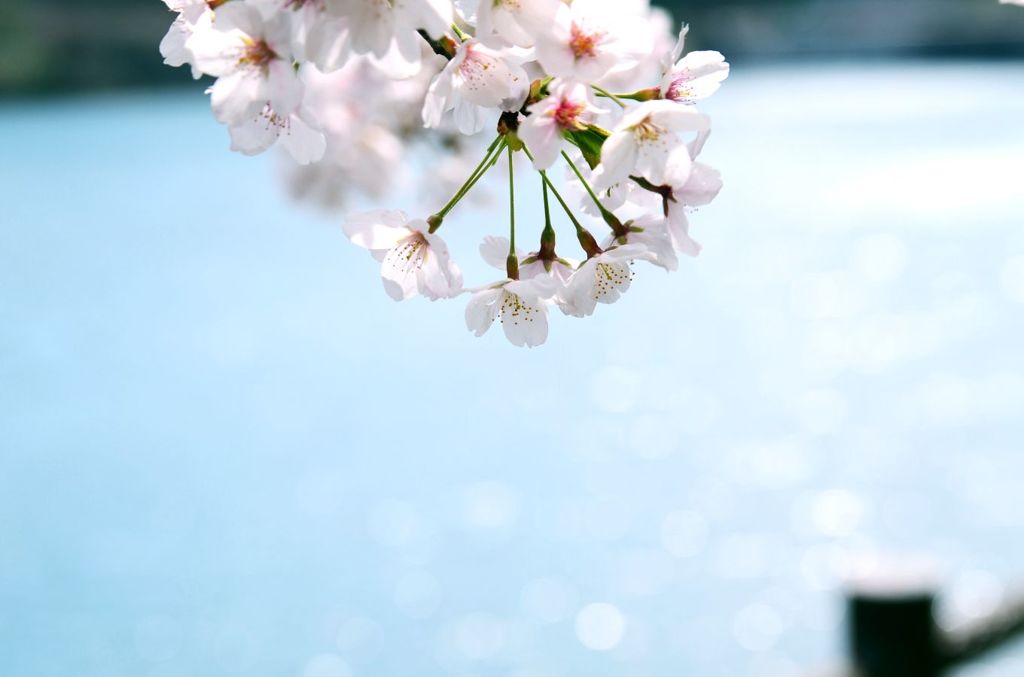 湖と桜
