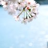 湖と桜