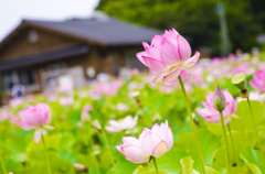 蓮沼にて