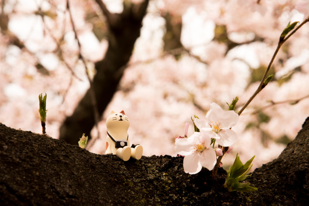 お花見