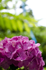 紫陽花1