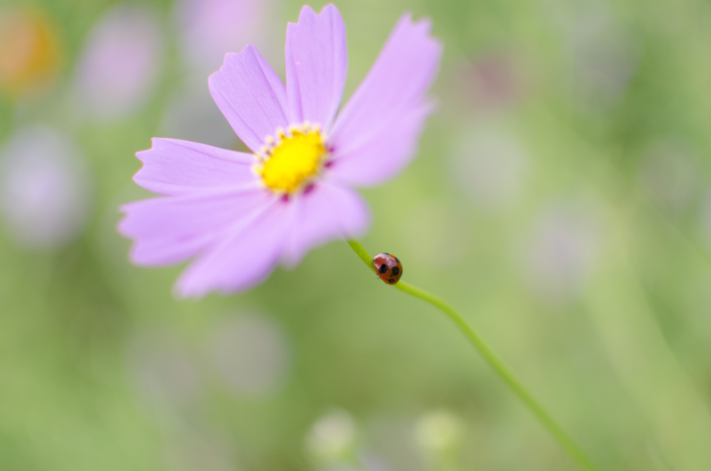 てんとう虫ちゃんⅡ