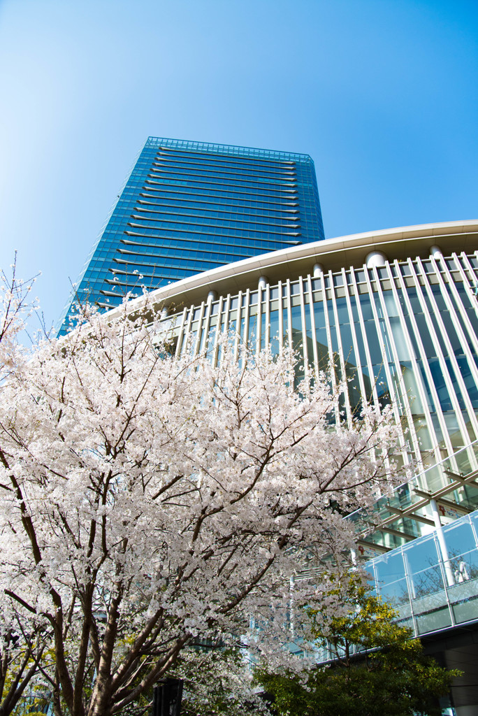 グランフロント大阪と桜