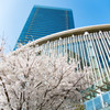 グランフロント大阪と桜