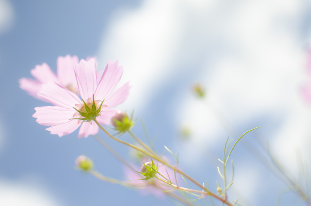 青い空　白い雲　秋桜の季節