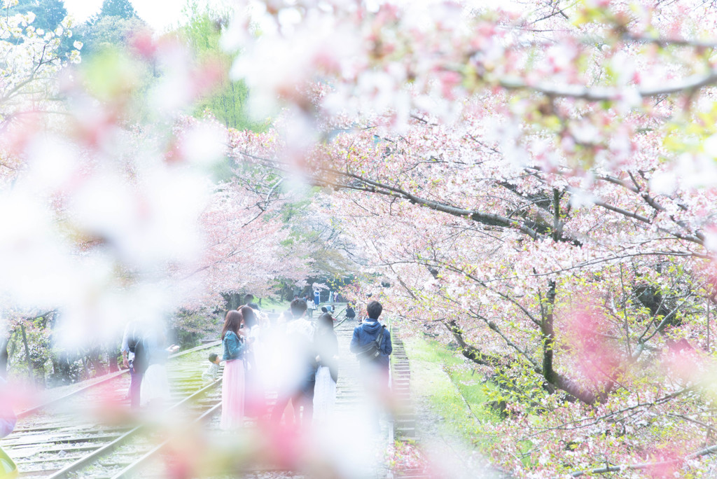 桜に包まれて