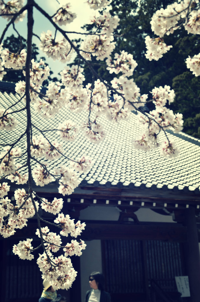 光前寺の桜2