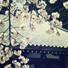 光前寺の桜2