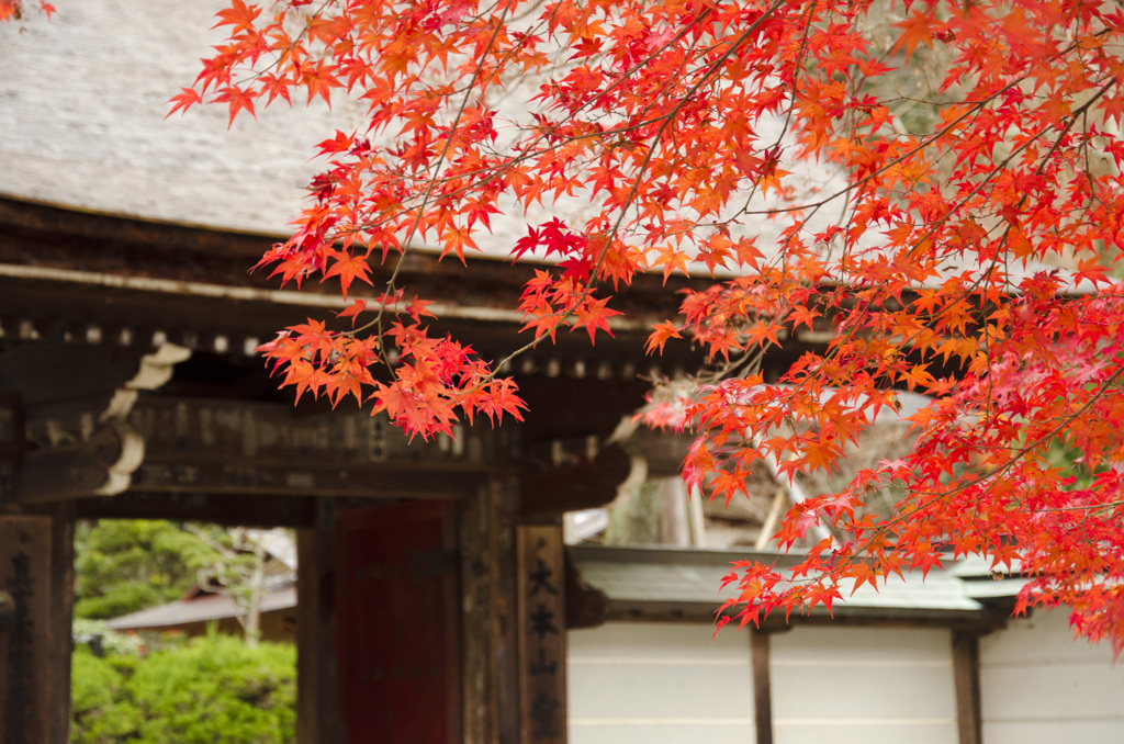 室生寺紅葉1