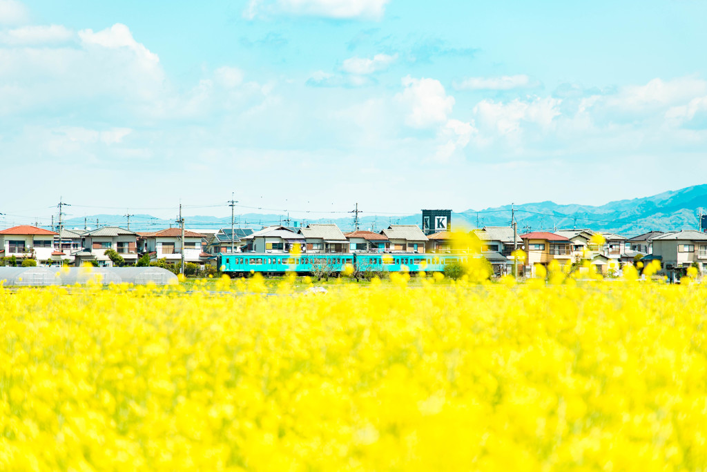 菜の花と鉄道