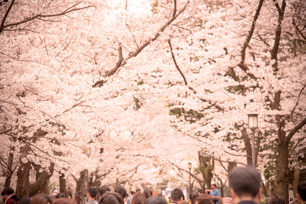 桜2017