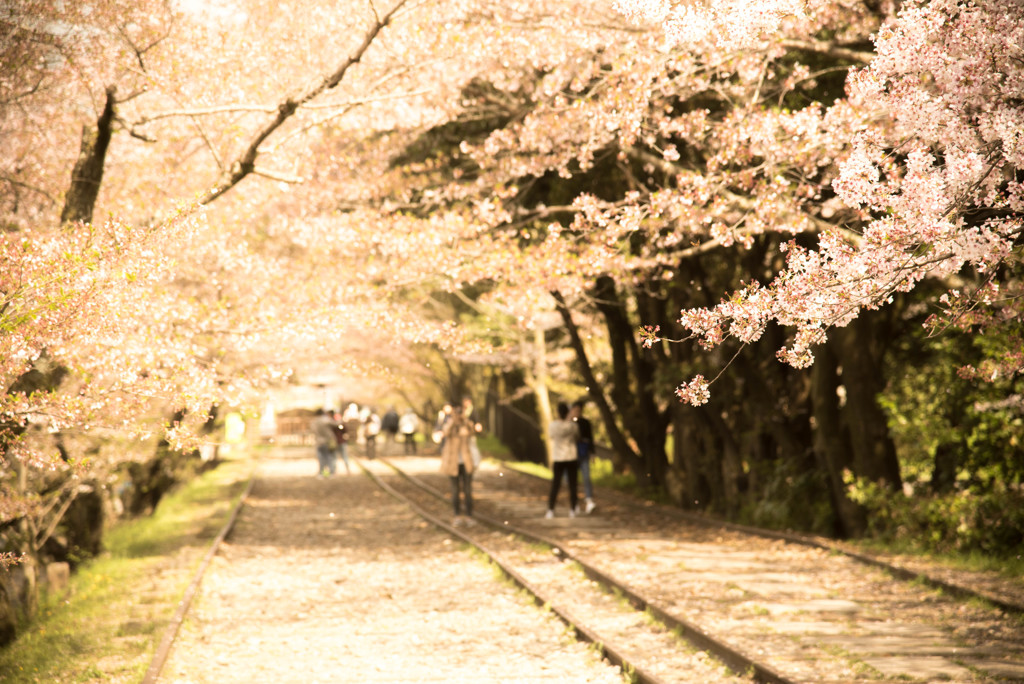 桜ひらひら