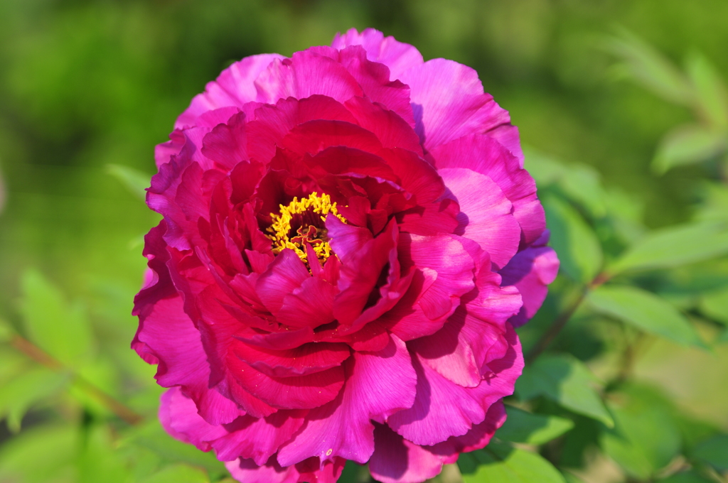 浜離宮のボタン