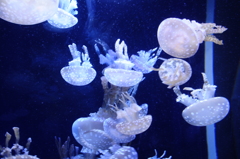 タコクラゲ