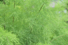 御柳