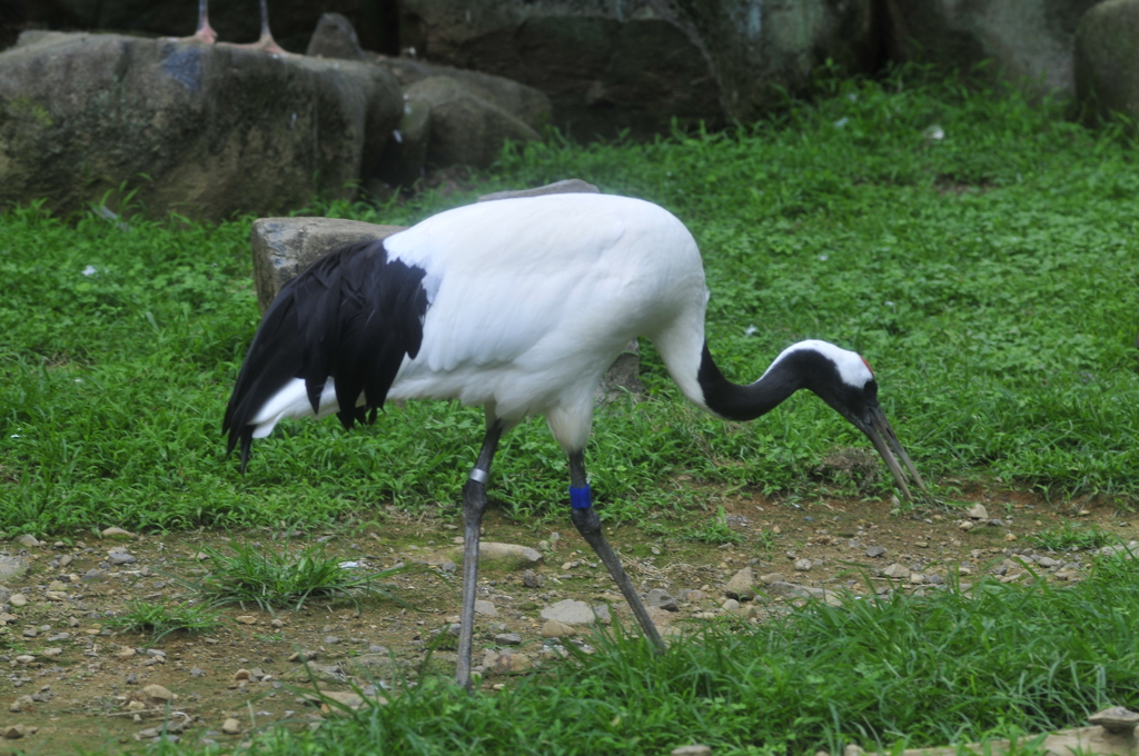 ソデグロツル