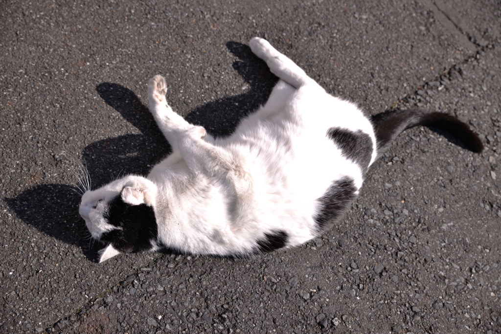谷中の猫