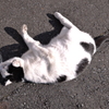 谷中の猫