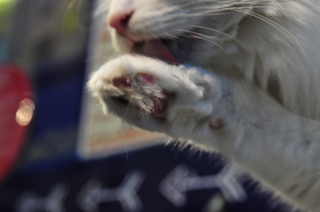 猫の手も借りたい