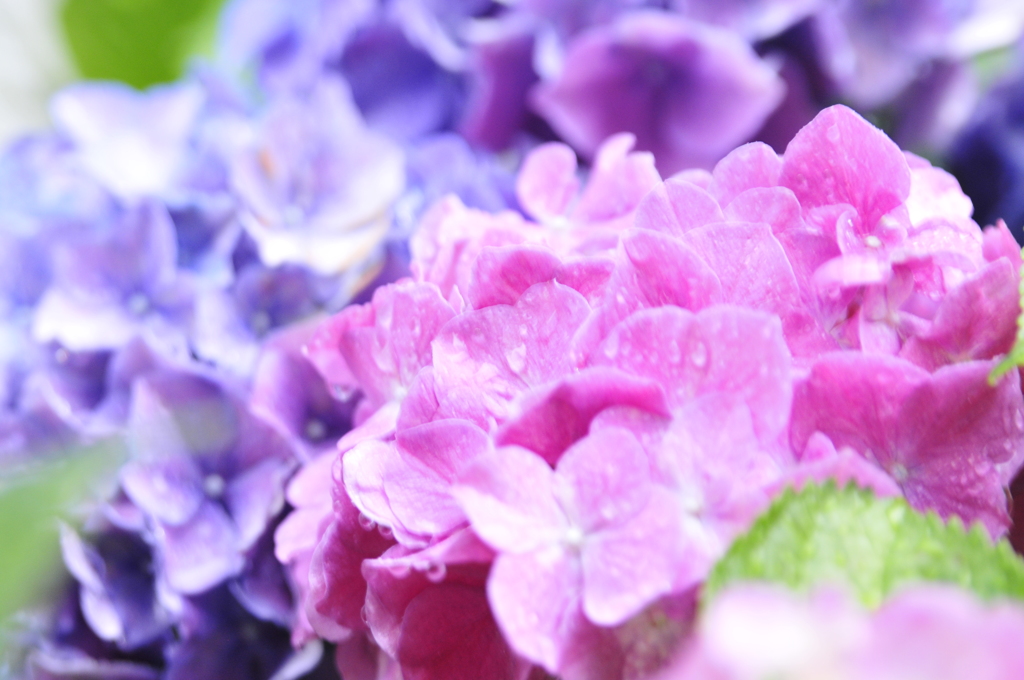 雫と紫陽花