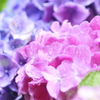 雫と紫陽花
