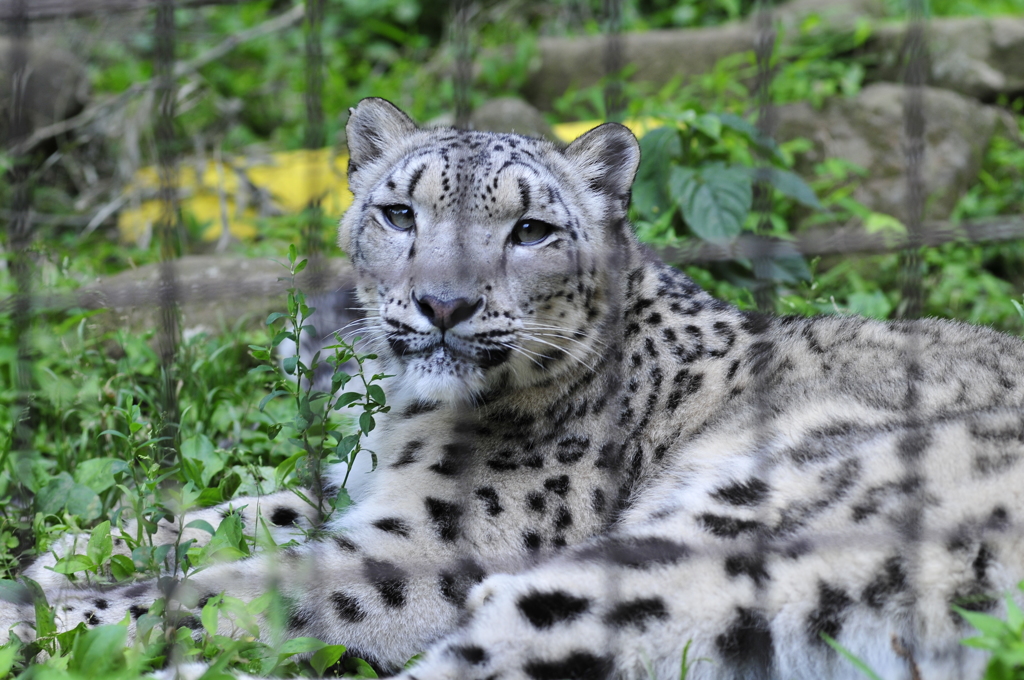 ユキヒョウ