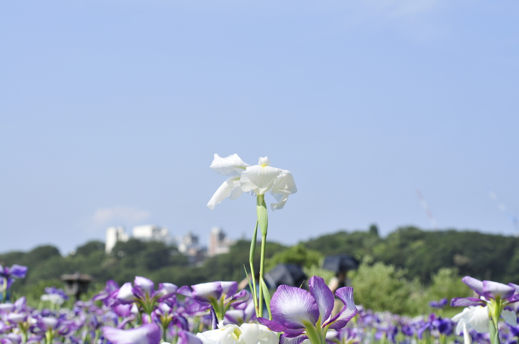 空に向かって