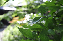 木の葉（向島百花園）
