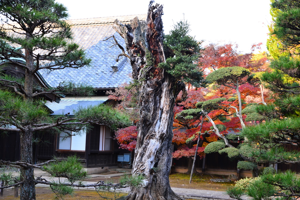 平林寺３