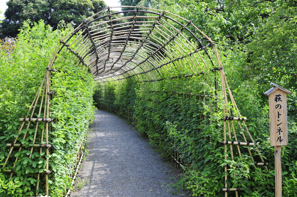 萩のトンネル