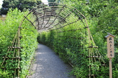 萩のトンネル