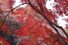 紅く染まれ