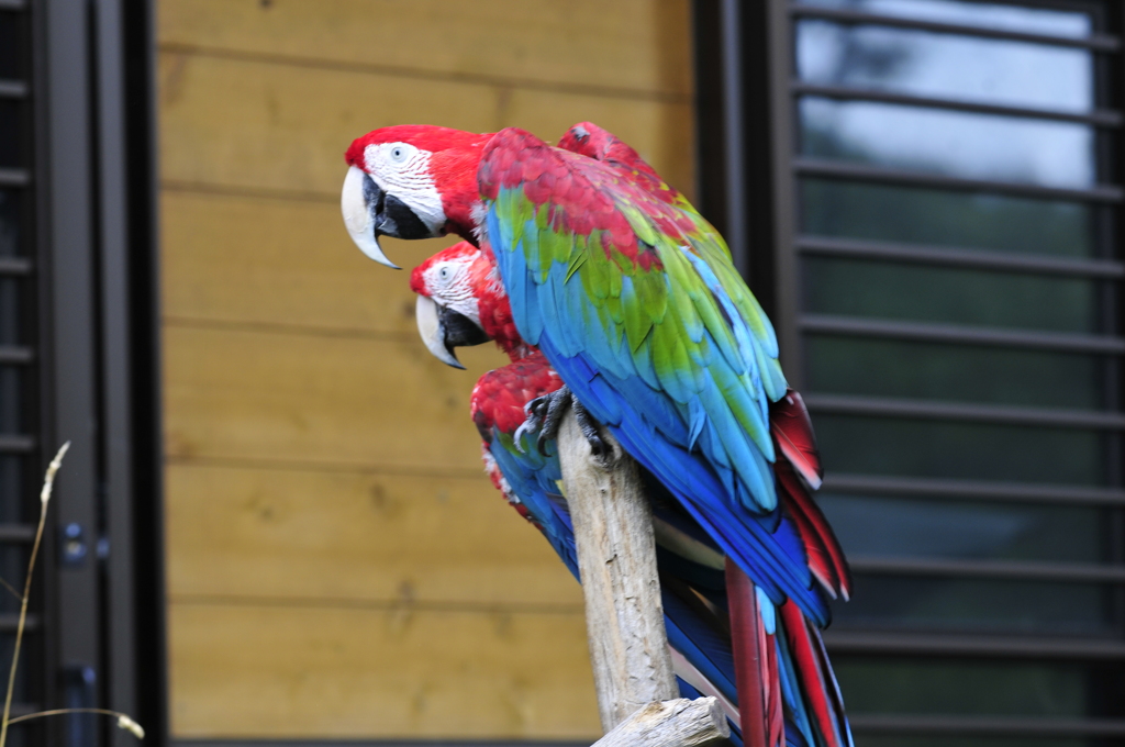 ベニコンゴウインコ