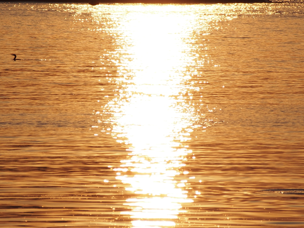 水面のキラキラ