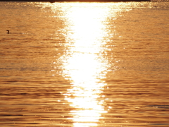 水面のキラキラ