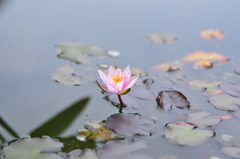 水に咲く一輪の花