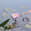 水に咲く一輪の花