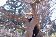レッサーパンダ１